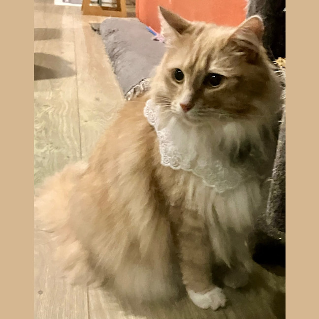 Photo of Willy Belle