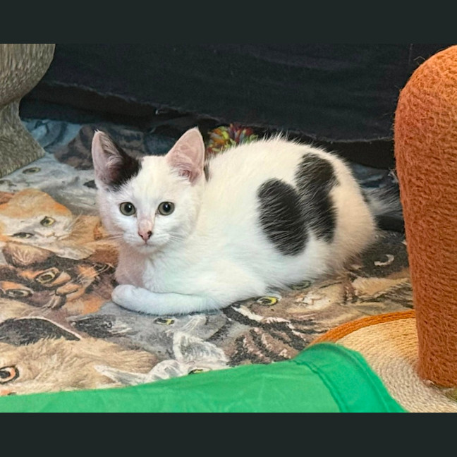 Photo of Pavarotti ** 2nd Chance Cat Rescue**