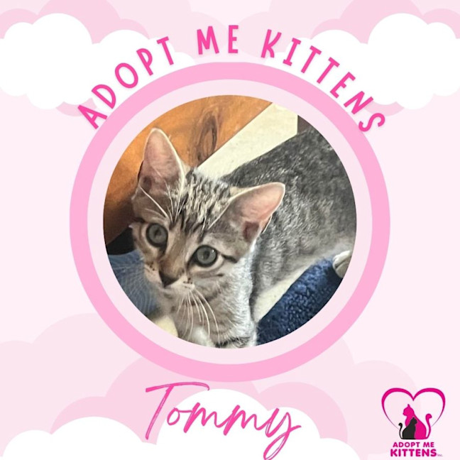 Photo of Tommy