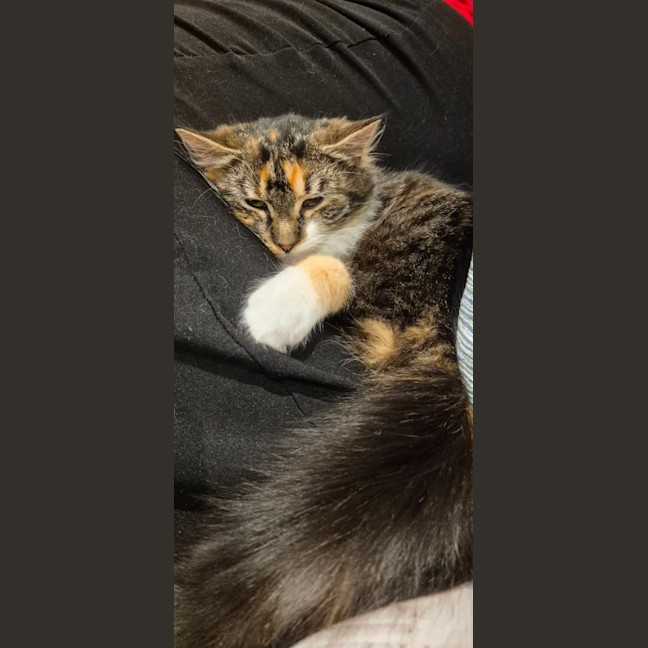 Photo of Cora *9 Lives Project Rescue*