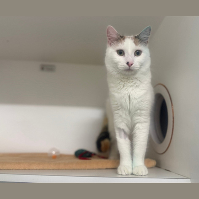 Photo of Angel