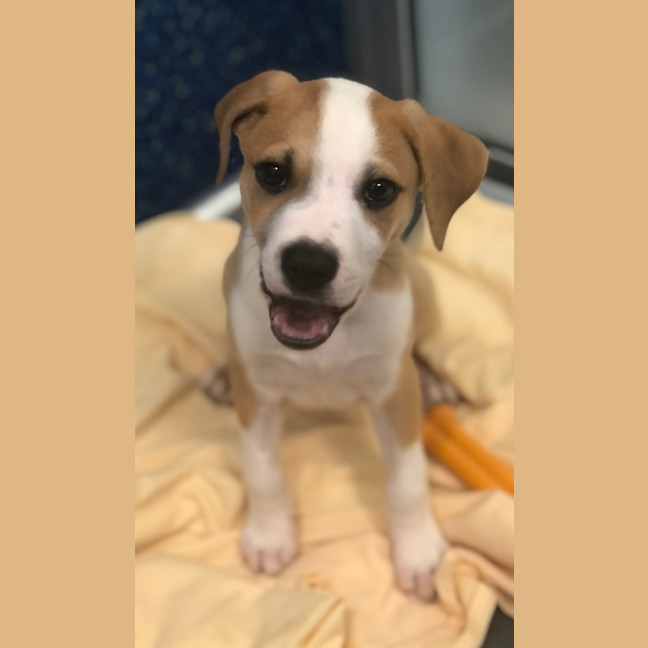 Photo of Louie