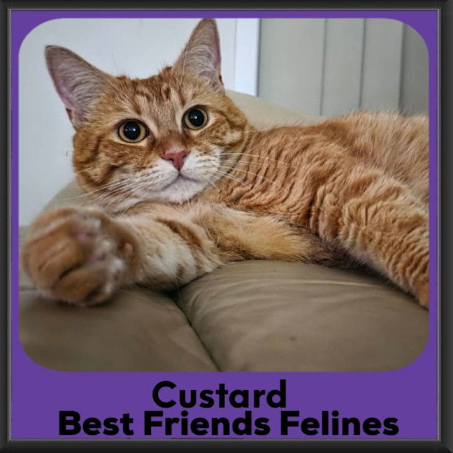 Photo of Custard
