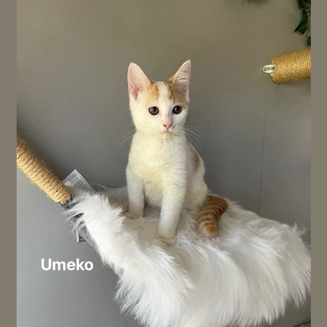 Photo of Umeko