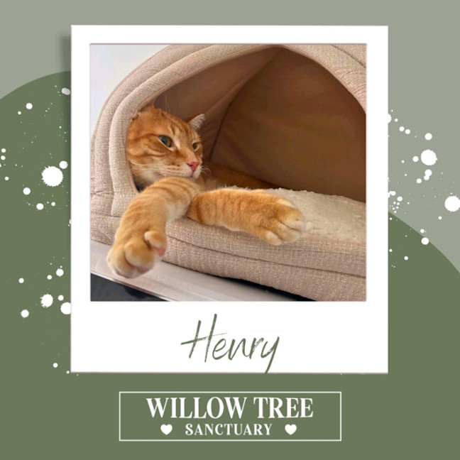 Photo of Henry