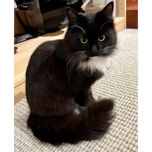 Photo of 11936   Louis