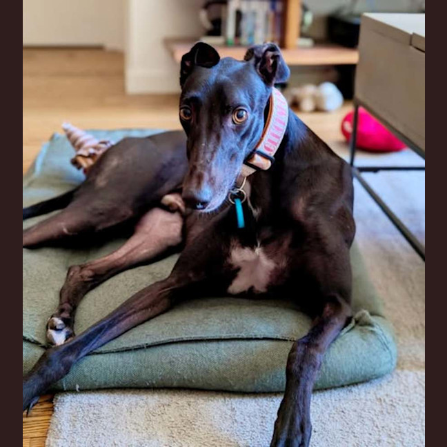 Photo of Tommy