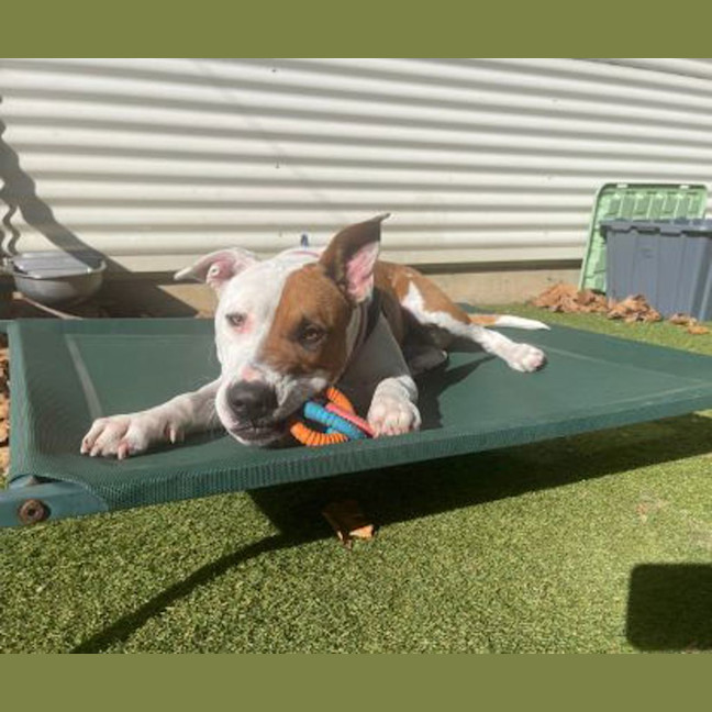 Photo of Nala