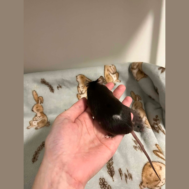 Photo of Toast & Cereal