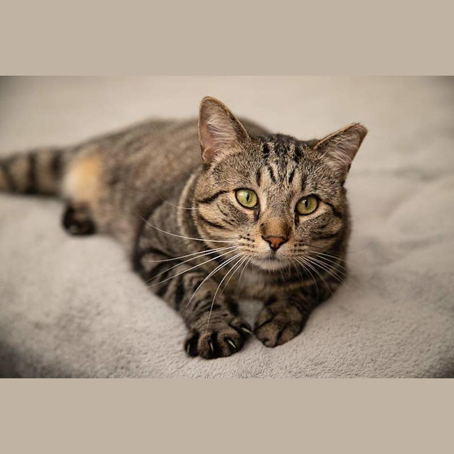 Photo of Vincent