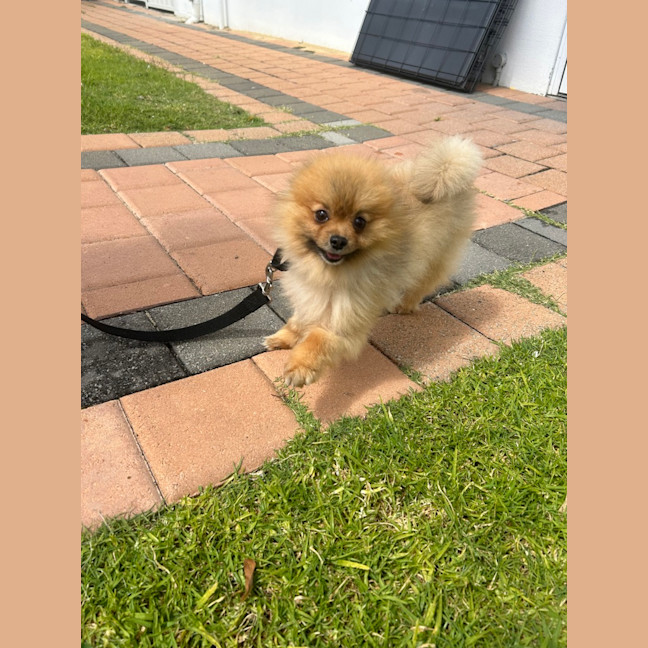 Photo of Joey