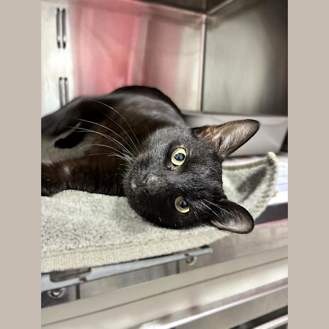 Photo of Spook