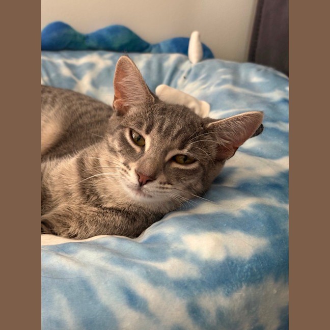 Photo of Raven **2nd Chance Cat Rescue**