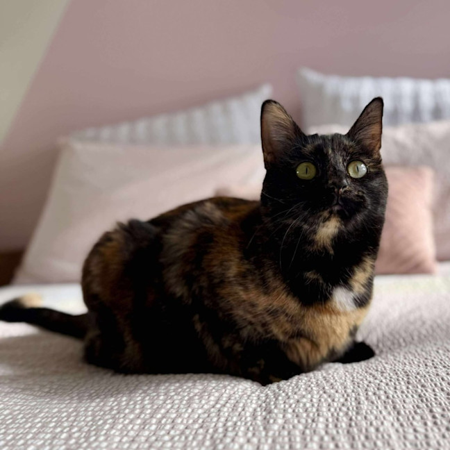 Photo of Bambi   In Foster Care In Macleod