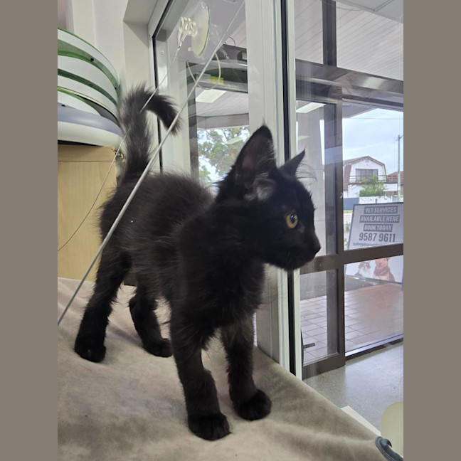 Photo of Wednesday *Available At Pet Stock Milperra*