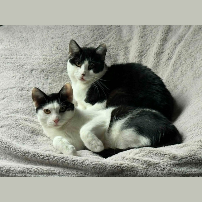 Photo of Basil   In Foster Care In Cranbourne
