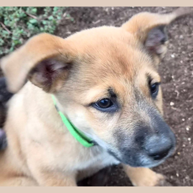 Photo of Simba