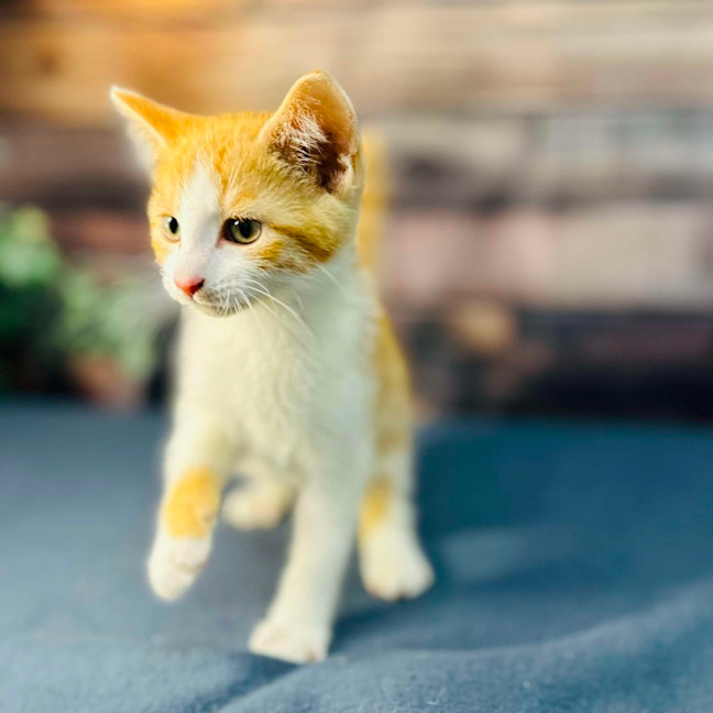 Photo of Snappa   Meet Me At Vets On Parker