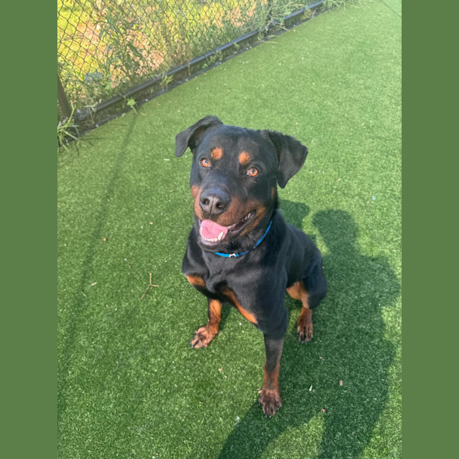 Photo of Shadow Imp 2288