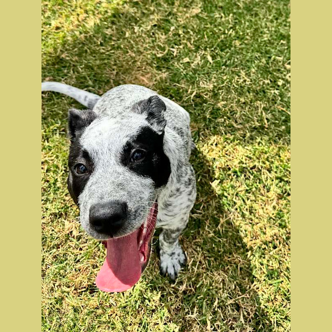 Photo of Willow