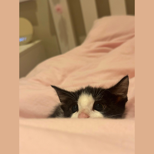 Photo of Moo