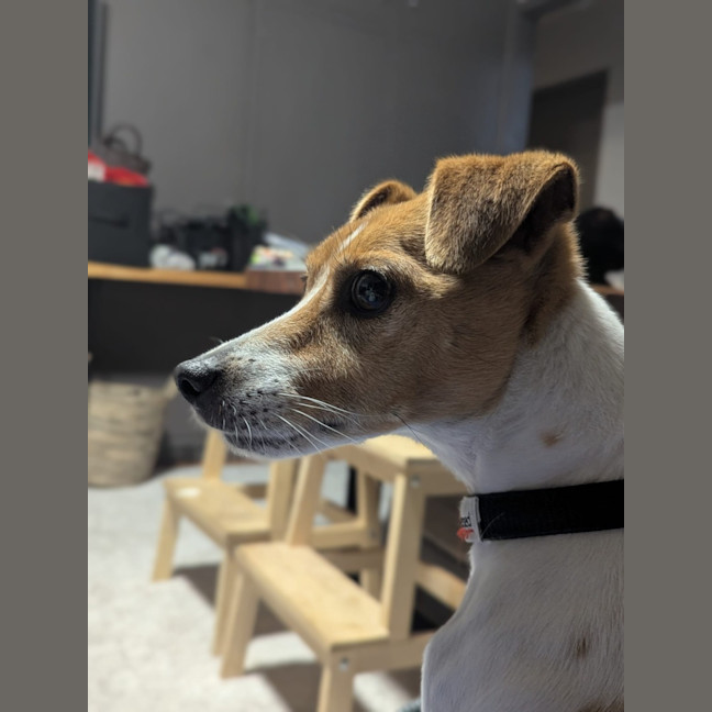 Photo of Rocky 
