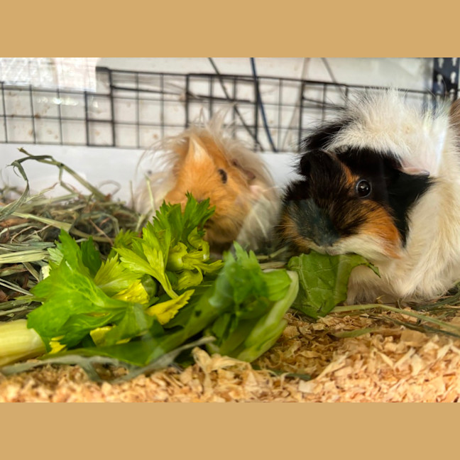 Photo of Mina & Mabel 