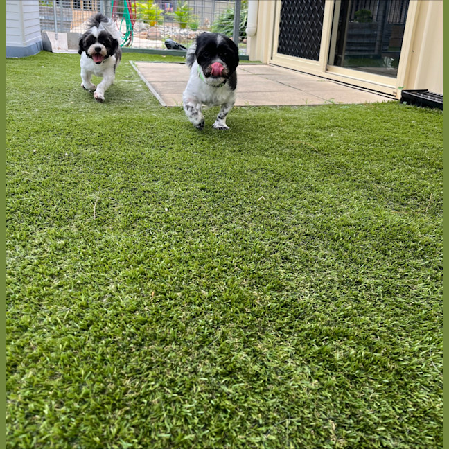Photo of Bonded Sisters