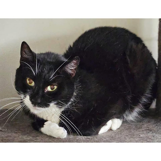 Photo of 8182   Beanie