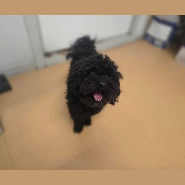 Photo of Nugget