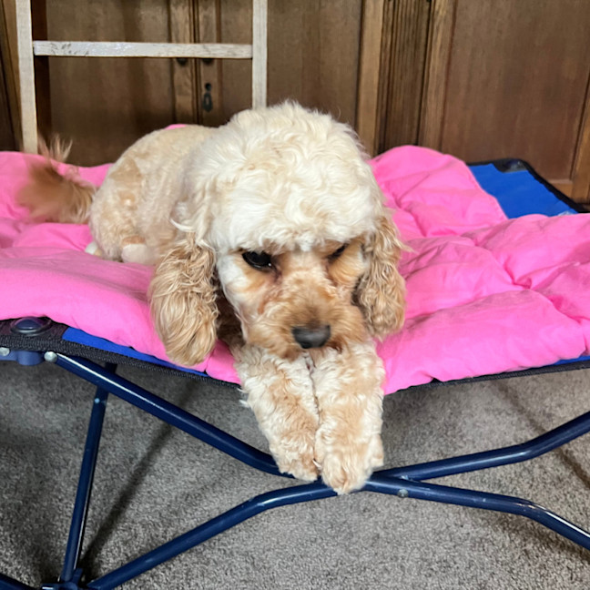 Photo of Marley   22 Month Old Cavoodle