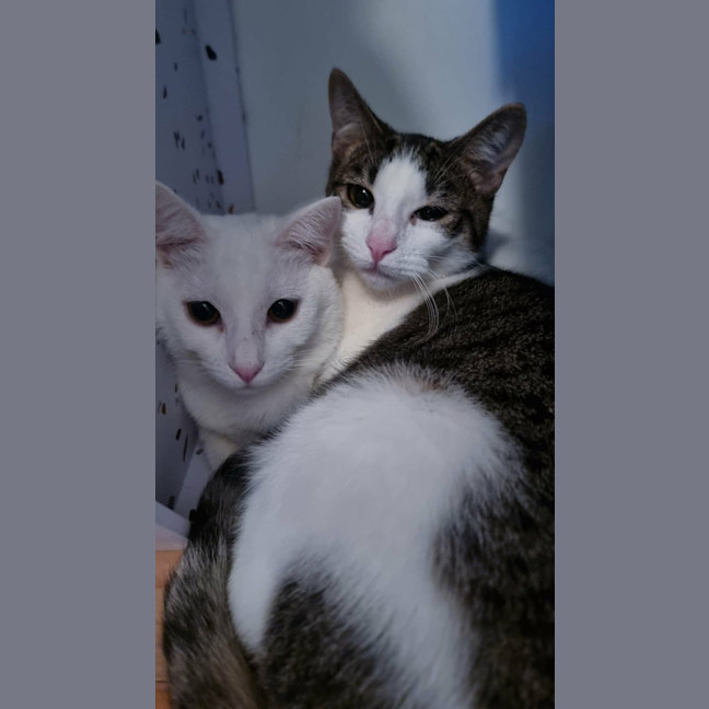 Photo of Dutchess