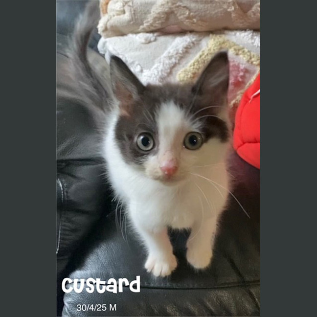 Photo of Custard