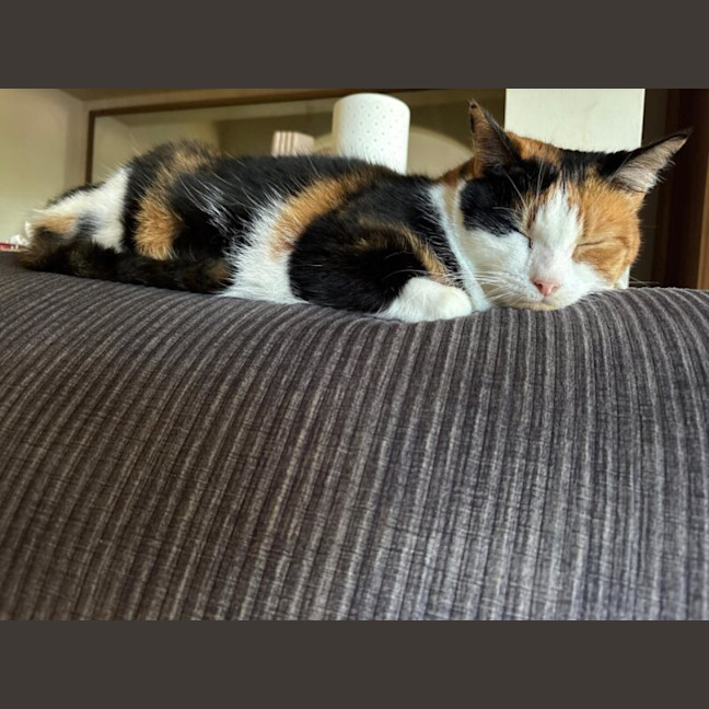 Photo of Maple