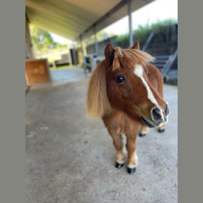 Photo of Rufus