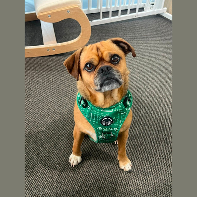 Photo of Chippy 🐵