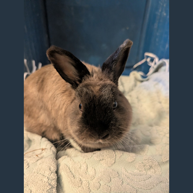 Photo of Bobette