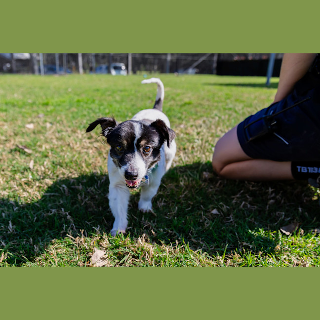 Photo of Bolt