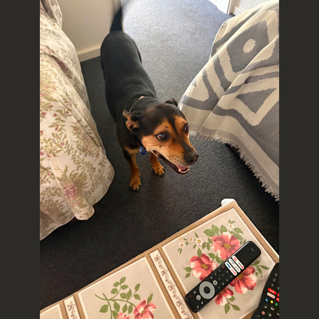 Photo of Marley   12 Year Old Kelpie X