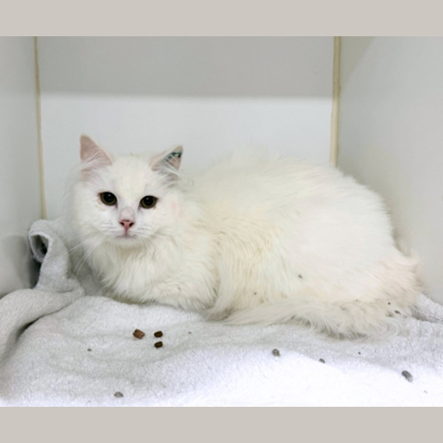 Photo of Casper