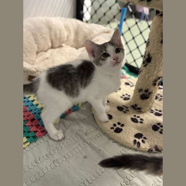 Photo of Captain Hook