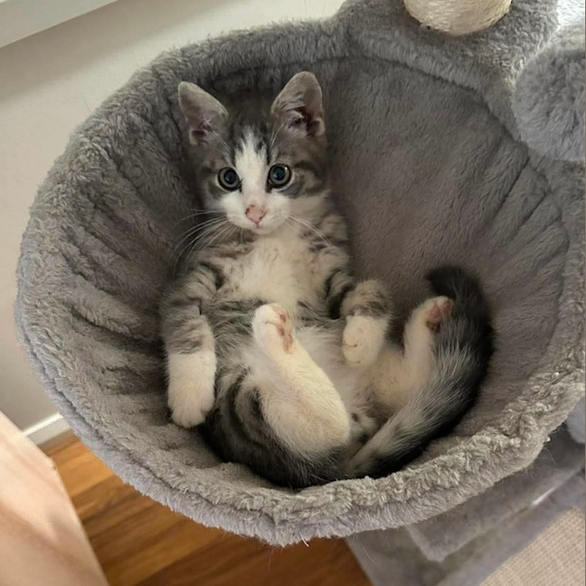 Photo of Biscuit