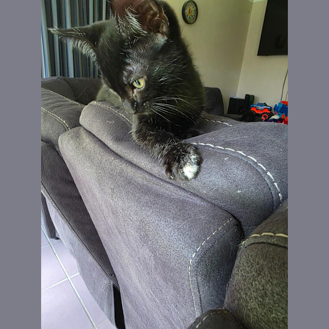 Photo of Dexter