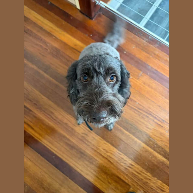 Photo of Remy