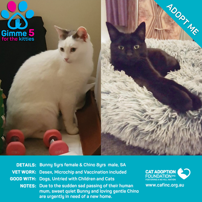 Photo of Bunny & Chino Separately Or 2 For 1 Deal!  Urgent!