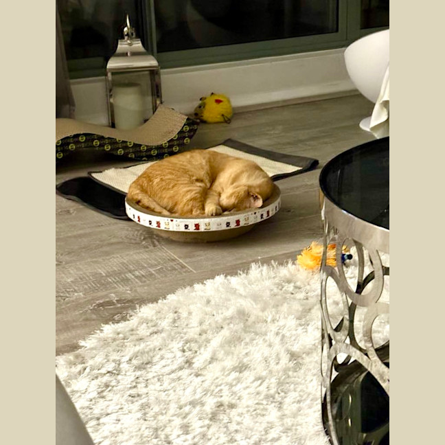 Photo of Sponge Cake