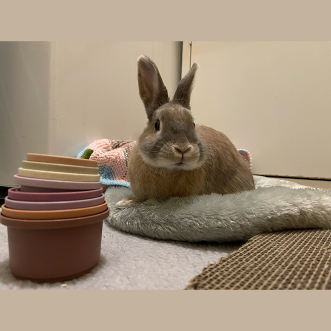 Photo of Peach Unity