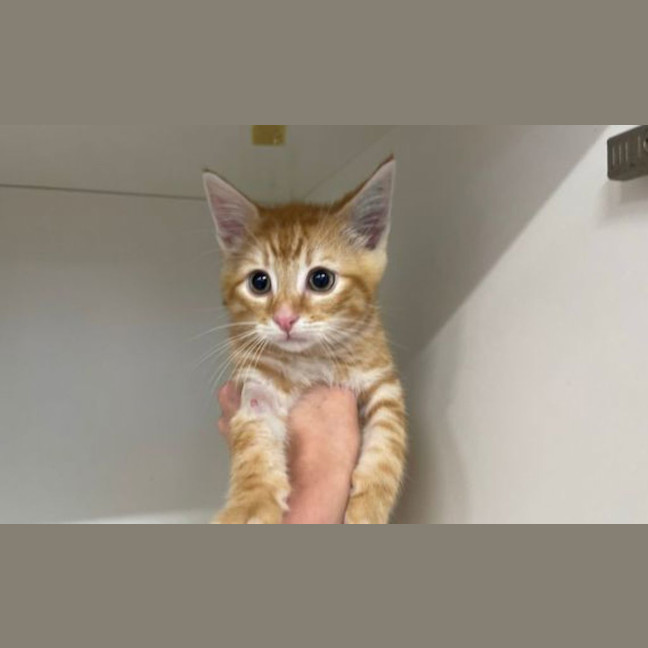 Photo of Kitkat