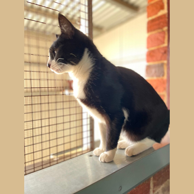 Photo of Archie