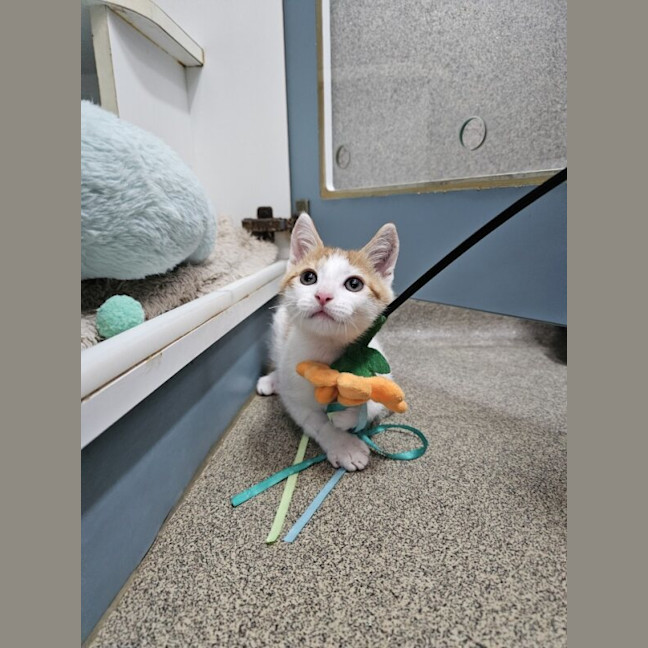 Photo of Benedict Cumbercat